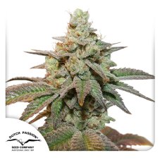 Kerosene Krash autoflower - feminisierte Samen 7 Stck Dutch Passion