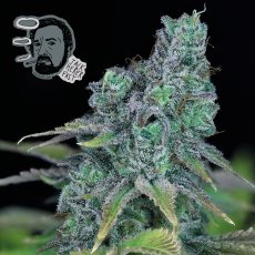 Jack Herer Fast Feminisierte Samen - 5