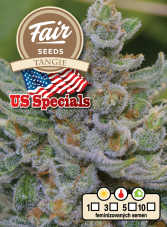 Fair Seeds Tangie feminized seeds