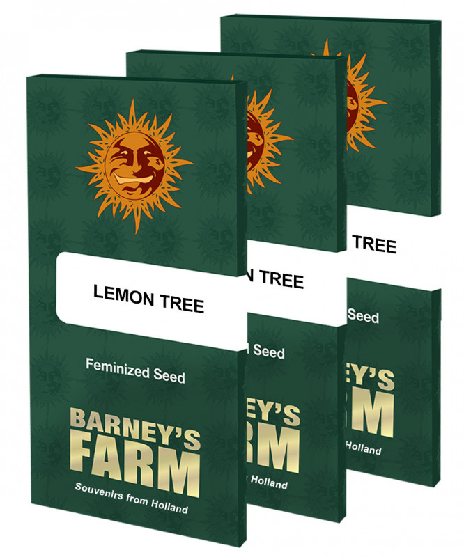 Lemon Tree - nasiona feminizowane 10 szt Barney´s Farm