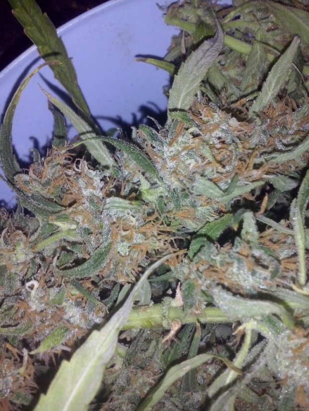 Utopia Haze - feminisierte Samen 10 Stück Barney's Farm
