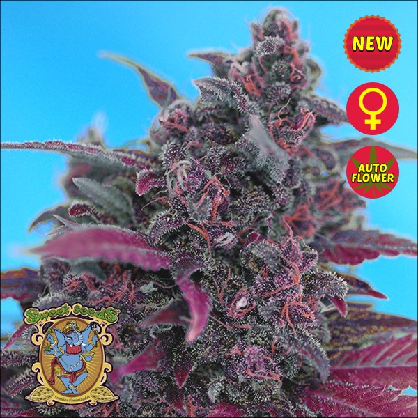 Cream Caramel Auto – samokvitnúce semená 10 ks Sweet Seeds