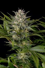 Ananas Skunk - feminizowane nasiona 5 sztuk Humboldt