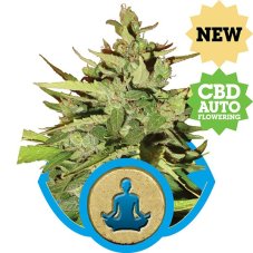 Stress Killer Automatic - Nasiona feminizowane i autoflowering 3 szt. Royal Queen Seeds