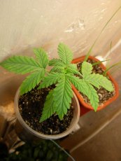 G13 x Haze 18 ks štandardizovaná semienka Mr. Nice
