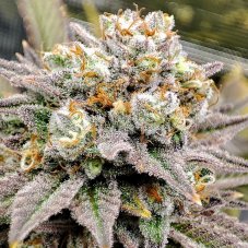 Buddha Gorilla, 3 ks, Buddha Seeds