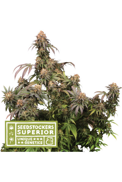 Mandarin Panties - feminizované semena konope 3 ks Seedstockers Superior