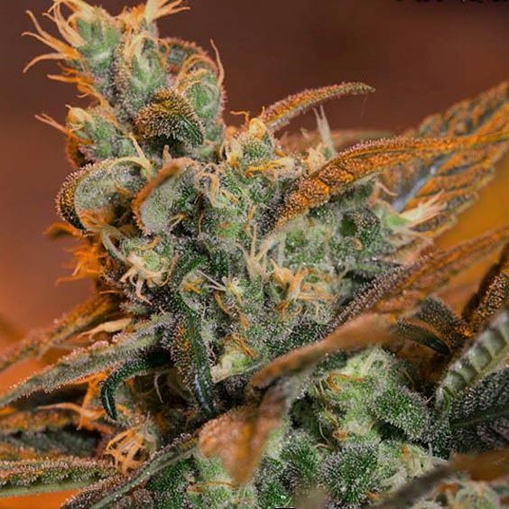Jack 47 Fast Version - feminizované semienka 10 ks Sweet Seeds