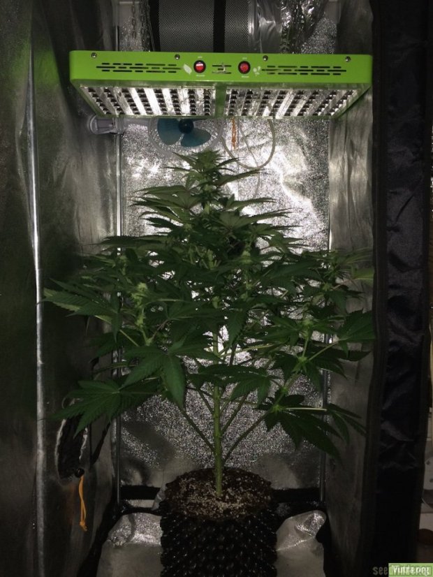 Haze Berry - feminizovaná semena 3 ks Royal Queen Seeds