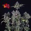 Zkittlez Auto - autoflowering cannabis seeds 3 pcs, Seedsman