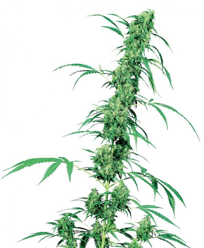 Fruity Juice - semínka 10 ks standardizovaná Sensi Seeds