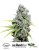 CBD Skunk Haze®- feminizované semena 10 ks Dutch Passion