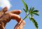 How to clone cannabis plants?