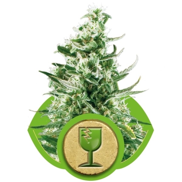 Royal Critical Automatic - feminizované a samonakvitacie semienka 10ks Royal Queen Seeds