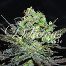 Delicious Seeds Eleven Roses Feminized Seeds