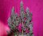 Purple Punch samonakvétací semena 5 ks Seedstockers