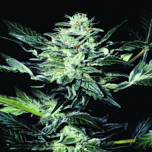 Atomical Haze - feminisierte Samen 3 Stück Paradise Seeds