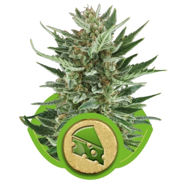 Royal Cheese Automatic - samokvitnúce semienka 3ks Royal Queen Seeds