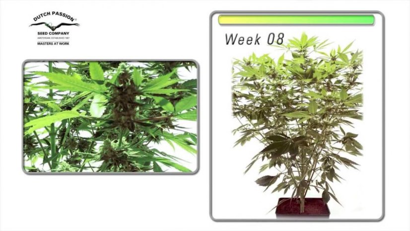 StarRyder autoflowering semínka 3ks Dutch Passion