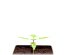 StarRyder autoflowering semínka 3ks Dutch Passion