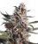 AutoBlackberry Kush - feminisierte Samen 3 Stück Dutch Passion