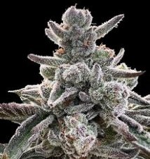 Silent Seeds Polar Gelato feminisierte Samen