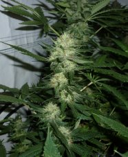 Shiva Skunk - reguläre Samen 10 Stück Sensi Seeds