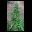 Angels Breath - 18 ks (Mango Haze x Afghan Haze) štadnardizovaná semienka Mr. Nice