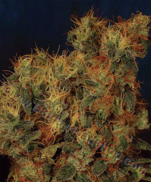 Shining Silver Haze - feminizovaná semínka 10 ks Royal Queen Seeds