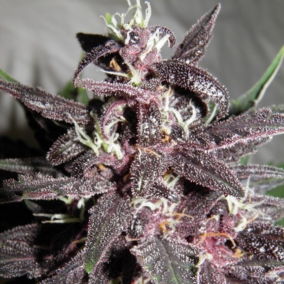 Purple Kush - feminizovaná a samonakvétací semínka 10 ks Buddha Seeds