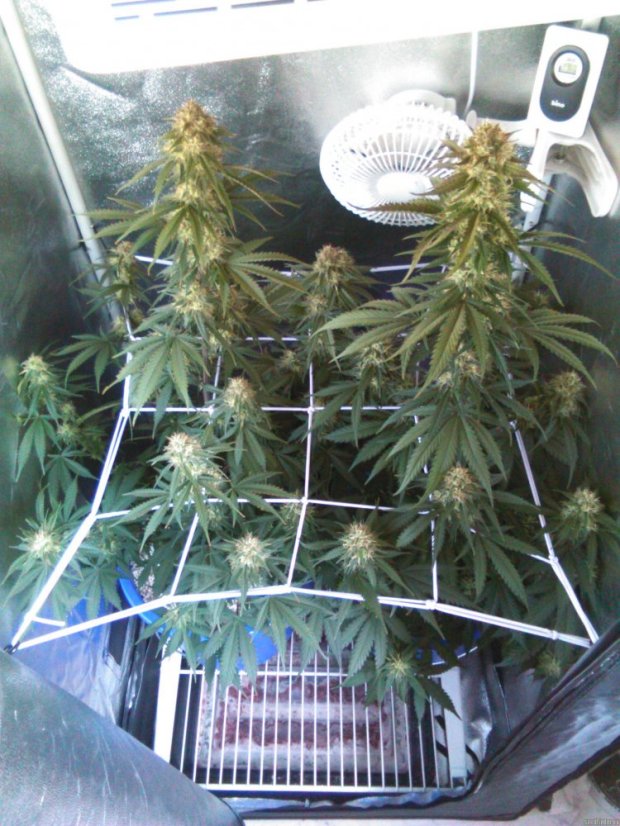 Auto White Berry - feminizovaná a samonakvétací semínka 10ks Paradise Seeds