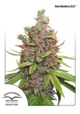 Glueberry O.G. autoflower - feminisierte Samen 7 Stck Dutch Passion