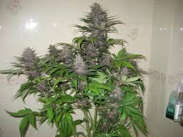 Dark Devil Auto - fem. a autoflowering semienka 10ks Sweet Seeds
