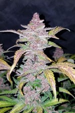 Blackberry Auto Feminizowane Nasiona - 3