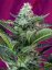 Moham Ram – feminizované semienka 3 ks Sweet Seeds