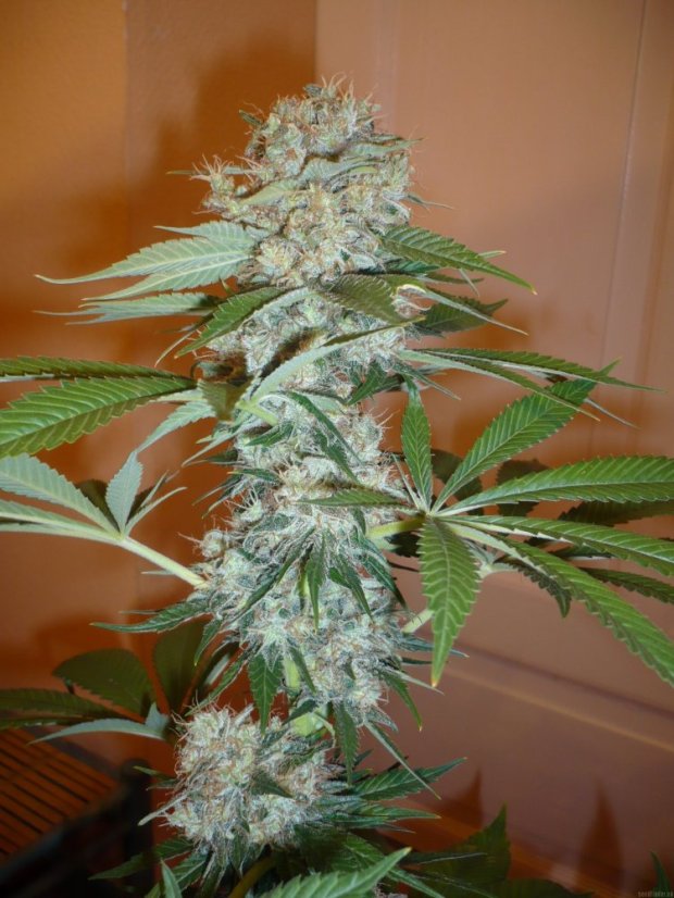 Big Bud - semínka 10 ks standardizované Sensi Seeds