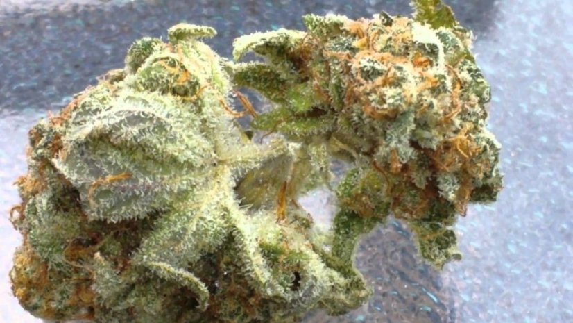 Trainwreck - nasiona feminizowane 5 sztuk Humboldt