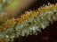 Black Domina - 10 sztuk nasion standardowych Sensi Seeds