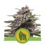 Royal Gorilla Automatic - samokvitnúce semienka 5 ks Royal Queen Seeds