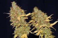 Badazz Cookies OG - feminized seeds 5 pcs Seedsman