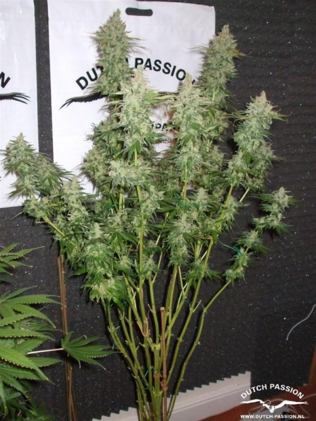 Orange Hill Special® - feminized seeds 3 pcs Dutch Passion seeds