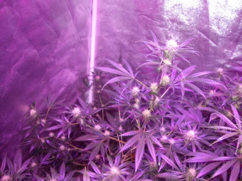 Freddy's Best – feminizovaná semínka 3 ks Dutch Passion