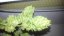 Sweet Skunk Auto – 10 ks autoflowering semien Sweet Seeds
