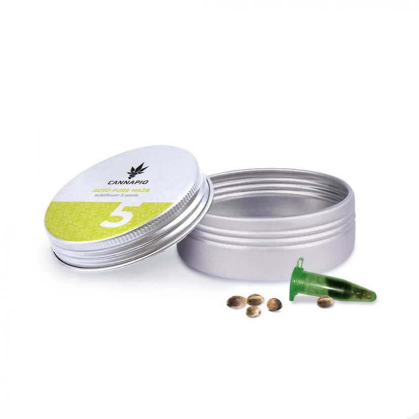 Auto Pure Haze - 5pcs Cannapio Autoflowering Seeds
