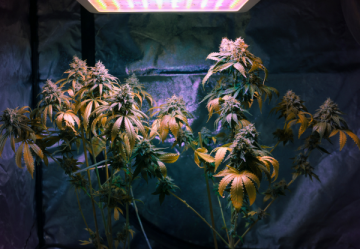 Indoor Cannabis Seeds - Genetics - CBD dominant plant