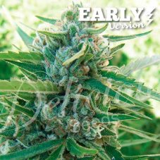 Delicious Seeds Sugar Black Rose Early Version feminizovaná semena