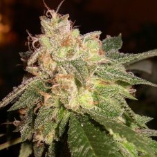 OG Kush – 10 feminizovaných semen Dinafem