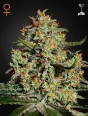 Big Bang - feminizovaná semená 10 ks  Green House Seeds