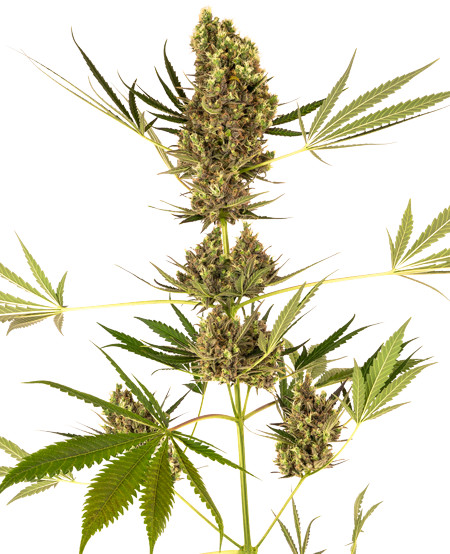 Alpine Delight CBD Automatic - samonakvétací semena 10 ks, Sensi Seeds