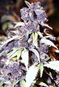 Blueberry - spojenie jemného ovocia a síly
